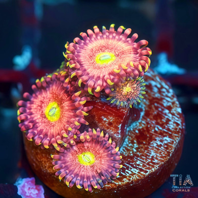 Chong Bong Zoanthids Frag