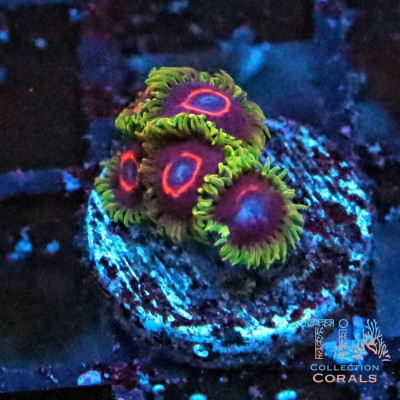 PHE Red Ring Zoanthids Frag