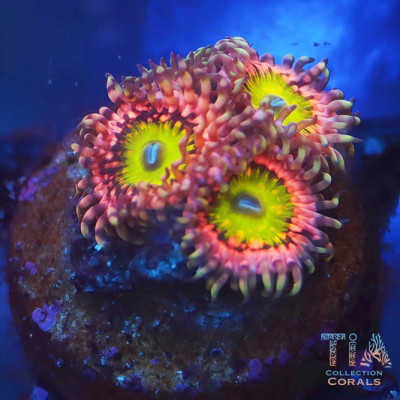 Pink Hippo Zoanthids RARE
