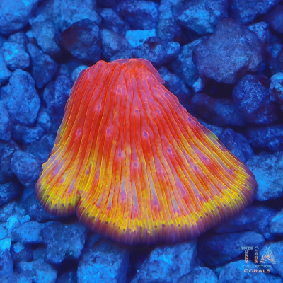 Tequila Sunrise Diaseris Frag