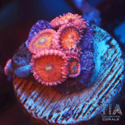 TIA Strawberry Bear Zoanthids