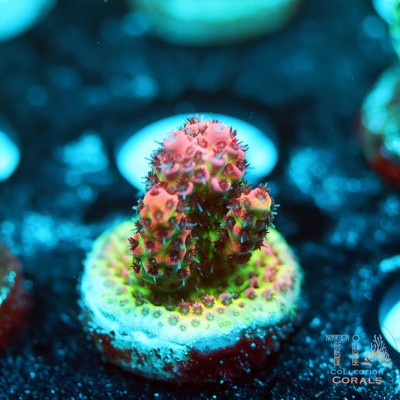 UC Dipping Dot Acropora
