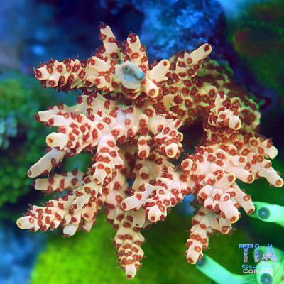 TIA Snow Fire Acropora Colony (cut to order)