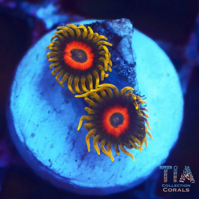 Super Saiyan Zoanthids Frag