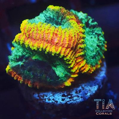 Yellow Submarine Favia Frag