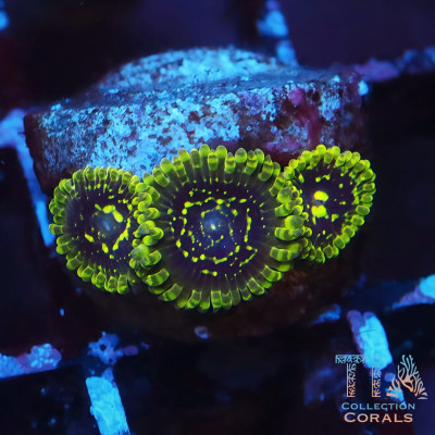 Exosphere Zoanthids Frag