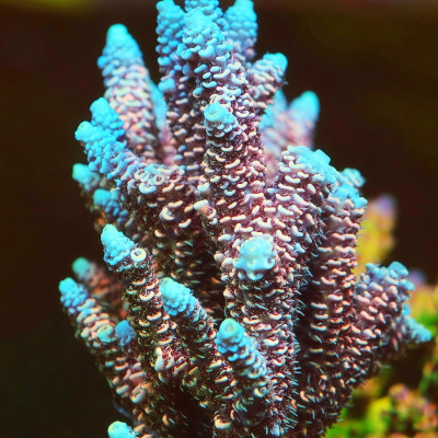 TIA Sapphire Inferno Acropora Colony (cut to order)