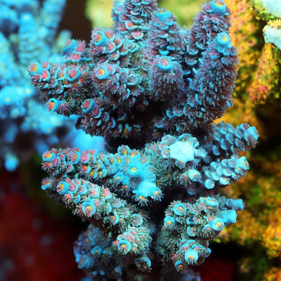 TIA Fuzzy Snow Fairy Acropora Colony (cut to order)
