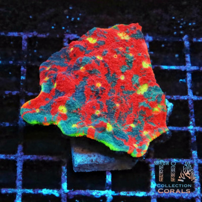 Jelly Bean Rainbow Chalice Colony (cut to order)