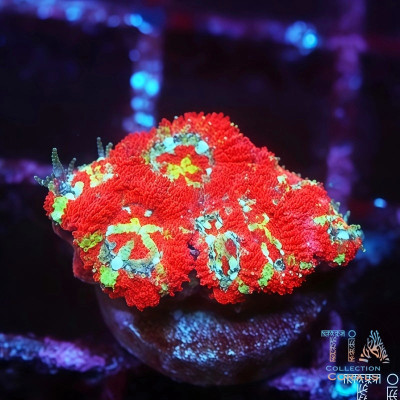 TIA Lava Yolk Acan Frag
