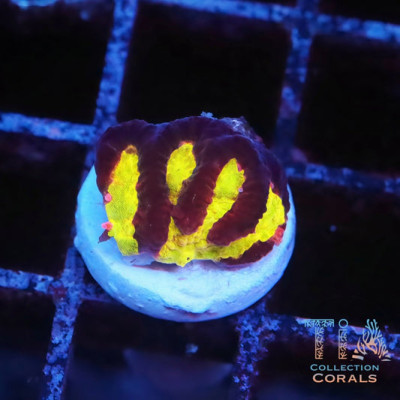 TIA Golden Runner Maze Coral Frag