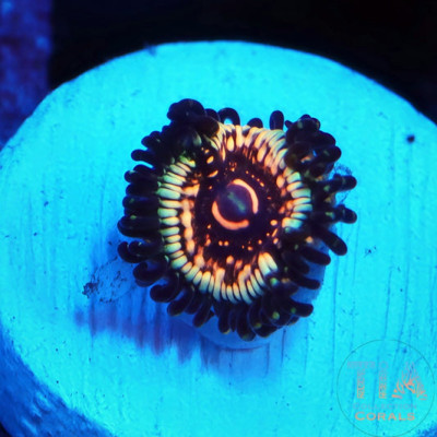 LCH Spectral Shockwaves Zoanthids Frag