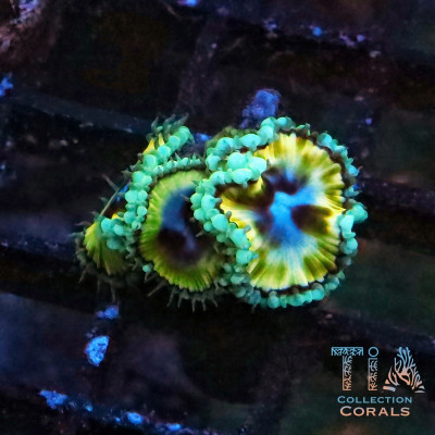 Rainbow Grandis Palythoa Frag