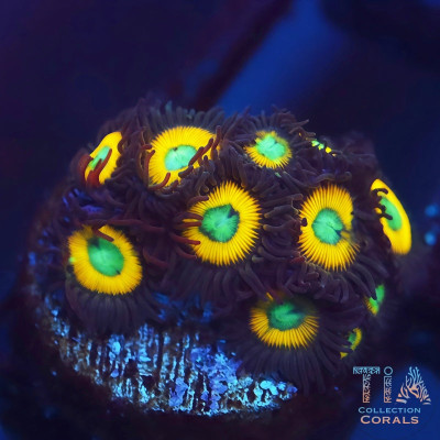 WWC Yellow Submarine Zoanthids Frag