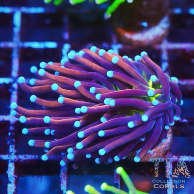 Tiger Knick Torch Frag