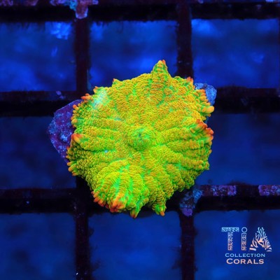 Bahama Mama Rhodactis Mushroom