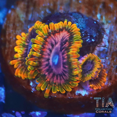 Acid Reflux Zoanthids Frag