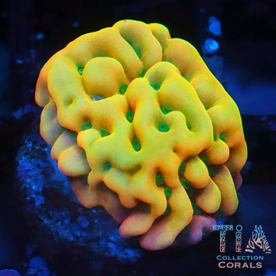 Kung Pao Montipora