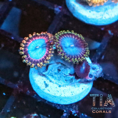 TSA Detonator Zoanthids Frag