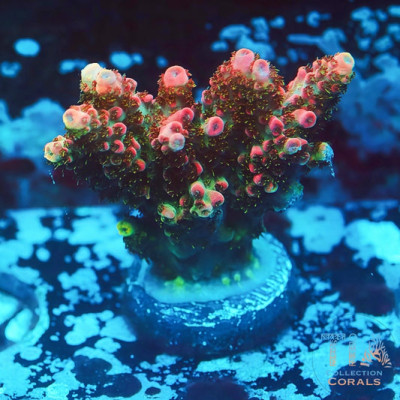 WWC Heartbreaker Acropora
