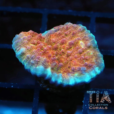TIA Bubble Chalice Frag