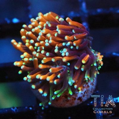 Hell Fire Galaxea Frag