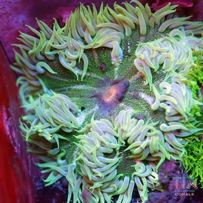 Rock Flower Anemones