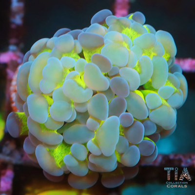 Jelly Glow Hammer