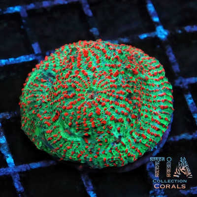 TIA Christmas Greetings Chalice Colony (cut to order)