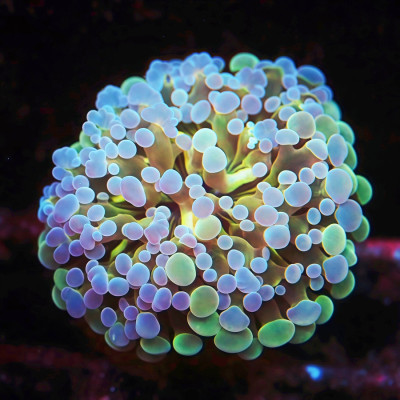 Rainbow Gold Stem Frammer Frag