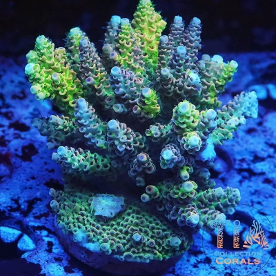 TIA Into a Dream Grafted Tenuis Colony (cut to order)