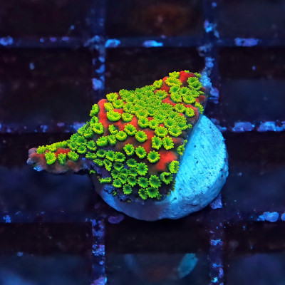 Sunset Montipora Frag