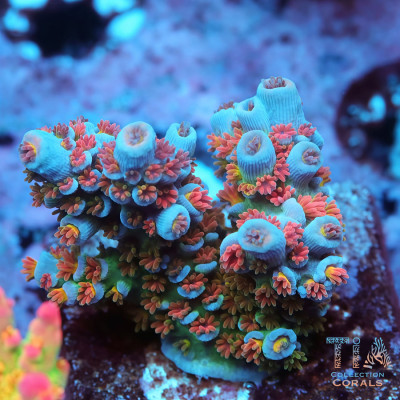 TIA Firebird Acropora Colony (cut to order)