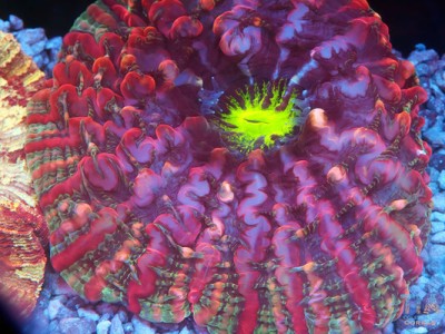 Dragon Fruit Indophyllia