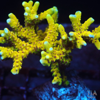 RRC Golden Rod Anacropora Colony (cut to order)