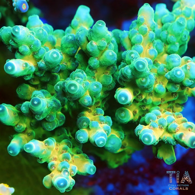 TIA Lemon Jade Acropora Colony (cut to order)