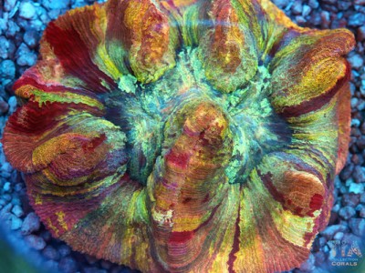 Grade AA Rainbow Trachyphyllia