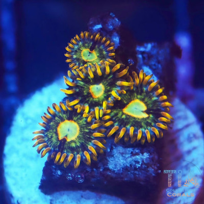 Murder Hornet Zoanthids Frag
