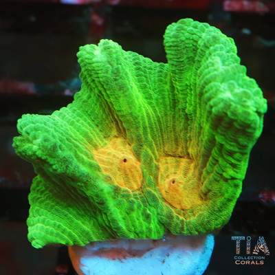 Space Invader Pectinia Frag