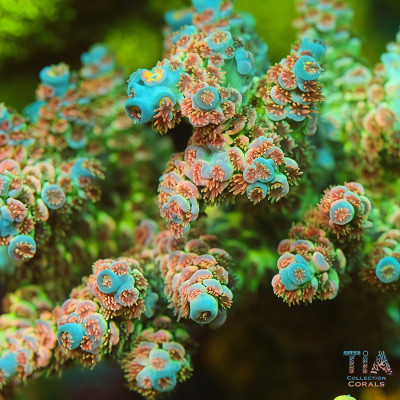 TIA Signature Ocean Warden Acropora Colony (cut to order)