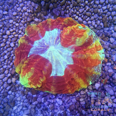 5” +TIA Lava Lantern Acanthophyllia