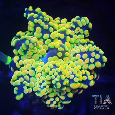 Indo Golden Suncoin Octospawn Frag