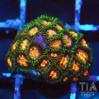 TSA Laser Lemon Zoanthids