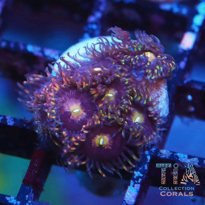 Bozo Birthday Zoanthids