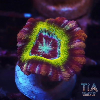 Rainbow Asian Acan Frag