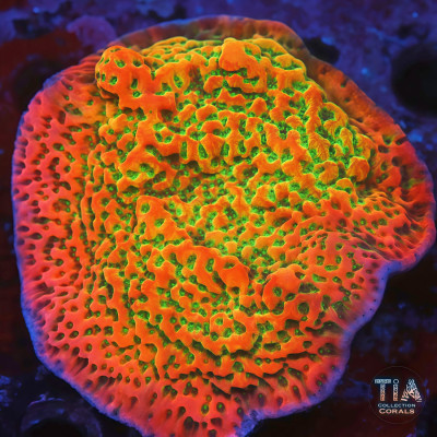 Cherry Pie Montipora Colony (cut to order)