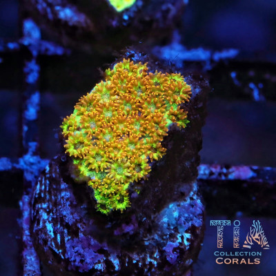 Golden Nugget Short Polyp Goniopora Frag