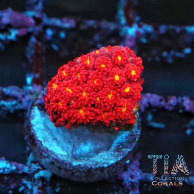 ECC Pink Lemon Drop Short Polyp Goniopora Frag