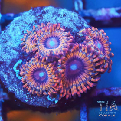 TIA Solar Circus Zoanthids