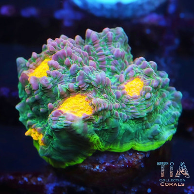 Infernal Eye Bluce Chalice Frag